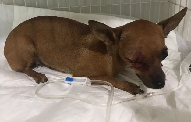 Suspeito de agredir cadela com taco de beisebol em Rio Verde é preso