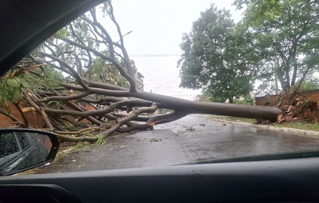 Temporal em Goiânia derruba árvores e causa transtornos