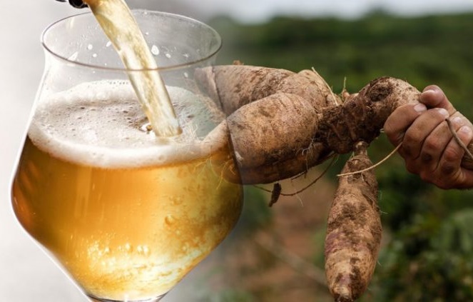 Tesouro regional: cerveja de mandioca fomenta agricultura familiar em Goiás