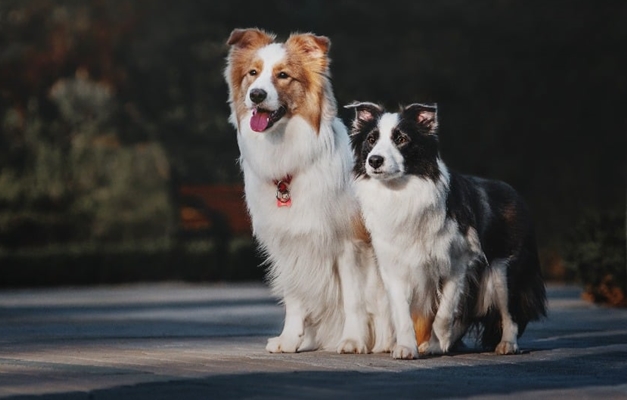 Thor e Mel foram nomes de cachorros mais comuns em 2018, diz levantamento