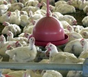 Albânia, Namíbia e Índia suspendem importação de frango do Brasil