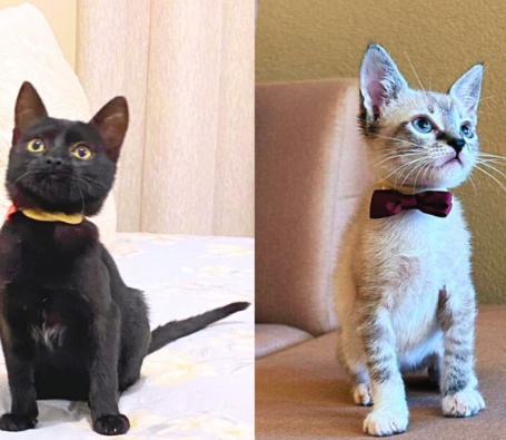 Ansiedade humana, serenidade felina