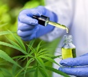 Associação do RJ consegue permissão para cultivar cannabis medicinal