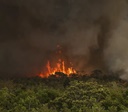 Câmara aprova aumento de punição a quem provocar incêndios florestais