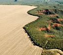 Cerrado perde espécies antes mesmo de serem descobertas, alerta estudo