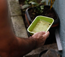 Chikungunya traz preocupações após uma década de presença no Brasil
