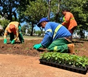 Comurg lança Projeto Florescer Goiânia com mais de 80 mil mudas ornamentais