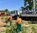 Comurg realiza poda preventiva em quase 90 mil árvores em Goiânia 