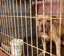 Criança morre após ser atacada por pit bull da família em Itumbiara