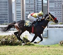 Cuidado com dentes dos cavalos é prioridade no Jockey Club de São Paulo