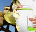 De Goiás para o Brasil: insumos do Cerrado conquistam mercado de cosméticos