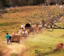 Documentário “Carreiros” retrata fé na Romaria de Trindade