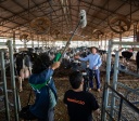 Documentário valoriza produção de leite em Orizona