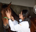 Entenda o processo de seleção dos veterinários do Jockey Club de São Paulo