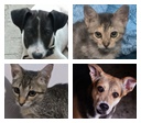 Evento de adoção em Goiânia terá mais de 30 cães e gatos em busca de um lar
