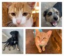 Evento de adoção responsável em Goiânia reúne mais de 30 cães e gatos