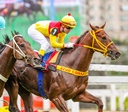 Formando um campeão: a criação de um cavalo de corrida no Jockey Club de SP
