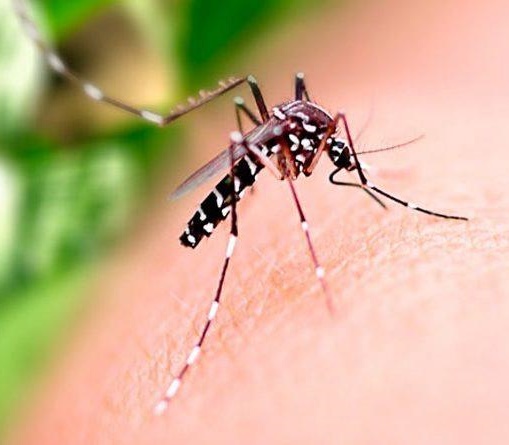 Goiânia decreta situação de emergência por epidemia de dengue