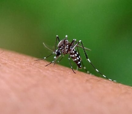 Goiânia registra mais de mil casos de dengue em janeiro 