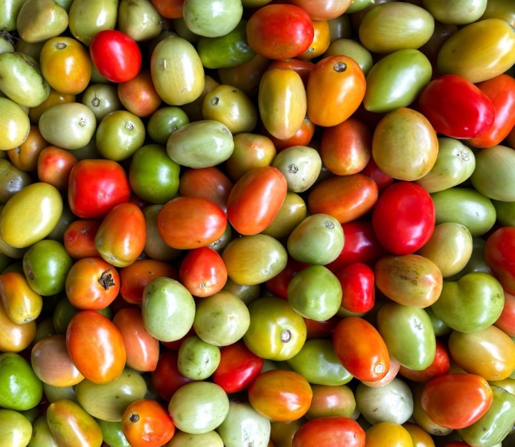 Goiás mantém a liderança na produção nacional de tomate em 2024