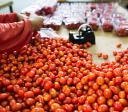 Goiás ocupa primeiro lugar nacional na produção tomate