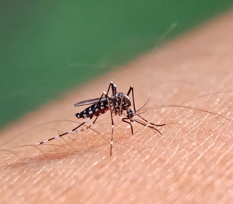 Goiás registra 906 casos de dengue nos primeiros 15 dias de 2025