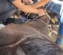 Governo apura relação entre mortes de 63 cavalos e ração feita em Itumbiara