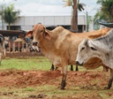 Governo de Goiás lança Programa de Melhoramento Genético Bovino 