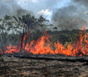 Governo publica regras para prevenção de incêndio florestal em propriedades rurais