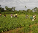 Governo reduz para R$ 200 mil limite de enquadramento no Proagro