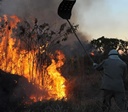 Ibama multa 242 pessoas por incêndios criminosos em 2024