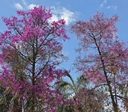 Primavera traz cor e flores às árvores e embeleza o Centro de Goiânia