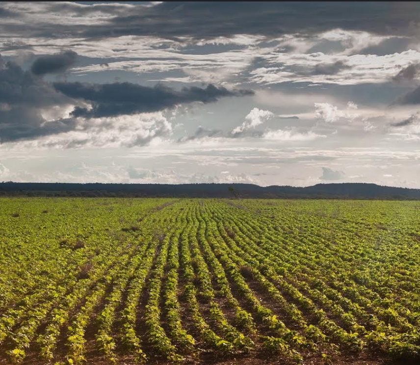 Produtor rural tem até 2 de janeiro para semear soja em Goiás