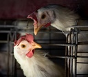 Teste descarta gripe aviária em trabalhador de Montenegro no RS