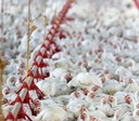 União Europeia reabre mercado para carne de frango e de peru do Brasil