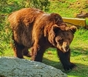 Urso-pardo que conquistou Goiânia, Robinho encanta visitantes do Zoo