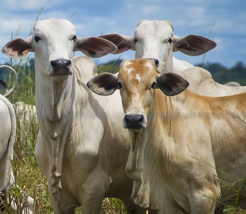 Valor da produção da pecuária goiana chega a R$ 8,5 bilhões