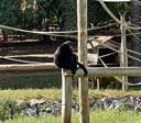 Zoológico de Goiânia abriga o único macaco siamang da América Latina