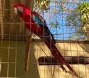 Zoológico de Goiânia promove campanha para escolher nomes dos novos animais