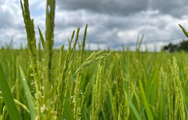 Tragédia no RS não deve afetar oferta de arroz e feijão em Goiás