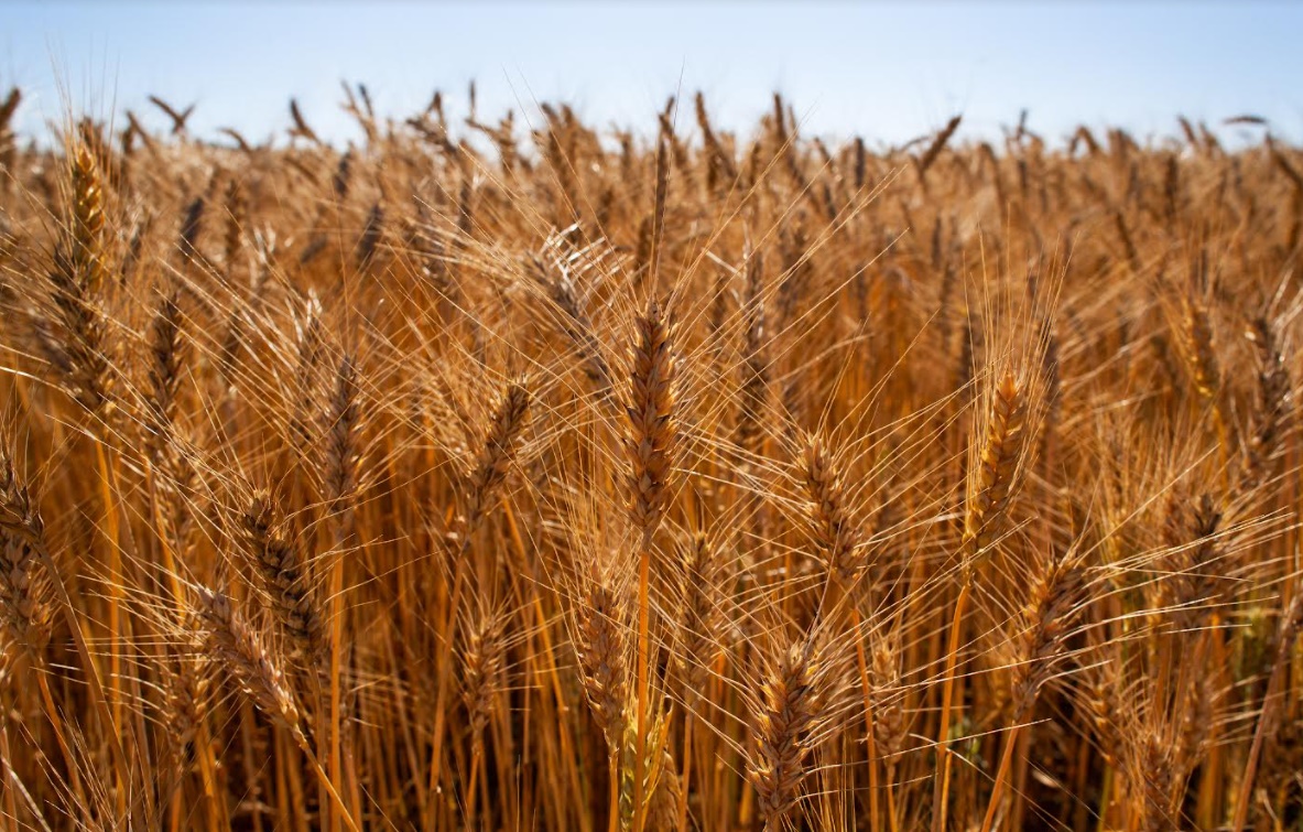 Trigo do Cerrado é aposta de revolução na indústria de alimentos em Goiás