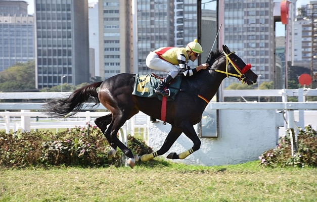 Conheça os 4 tipos de andamentos do cavalo - Blog Premix