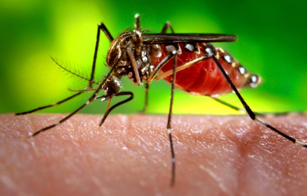 UFG desenvolve método para controle biológico de Aedes aegypti