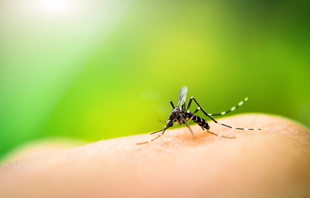 UFG encontra ovos de Aedes aegypti já infectados por zika e chikungunya