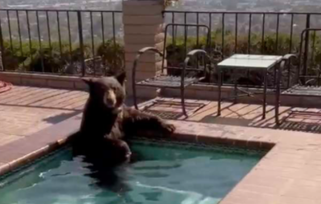 Urso mergulha em piscina de casa na Califórnia para fugir da onda de calor