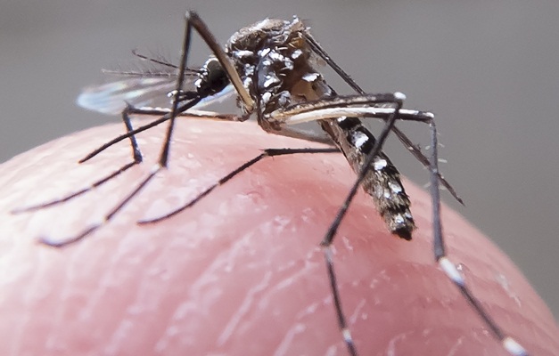 Vacina contra a dengue começa a ser aplicada em Goiânia neste sábado (30)