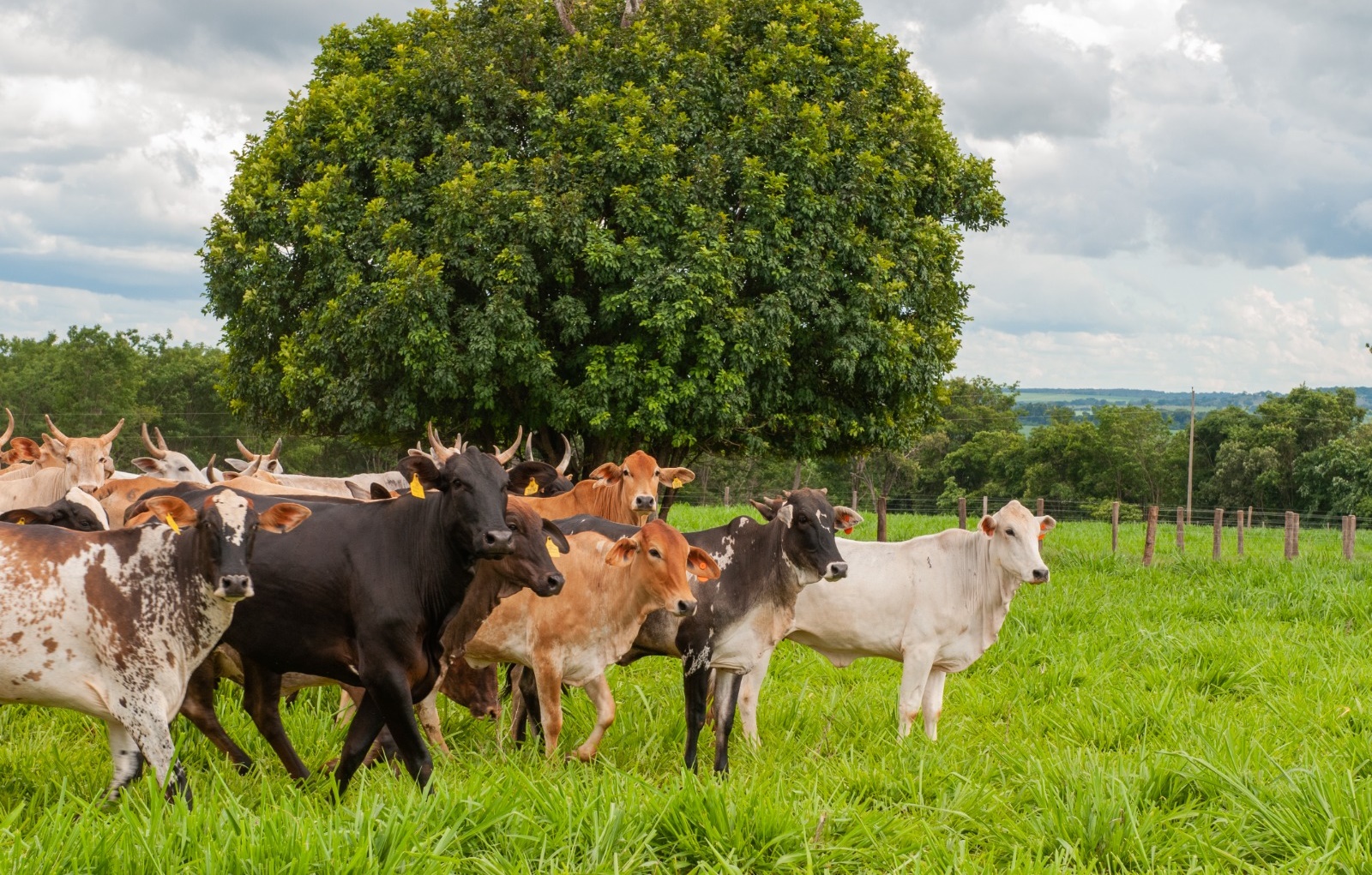 Vacinação contra raiva de herbívoros começa em novembro em Goiás