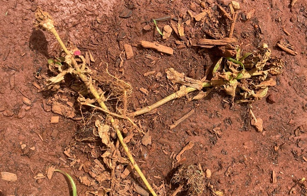 Vândalos destroem mudas plantadas na Praça Walter Santos