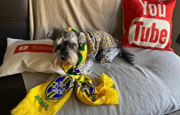 Vaquinha virtual busca devolver visão para cão brasileiro que vive nos EUA