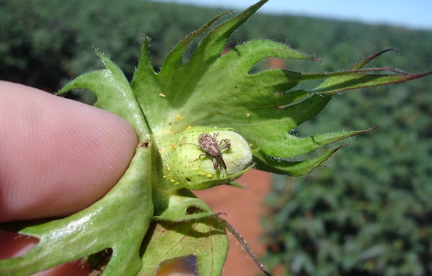 Vazio sanitário da cultura do algodão começa nesta segunda-feira em Goiás